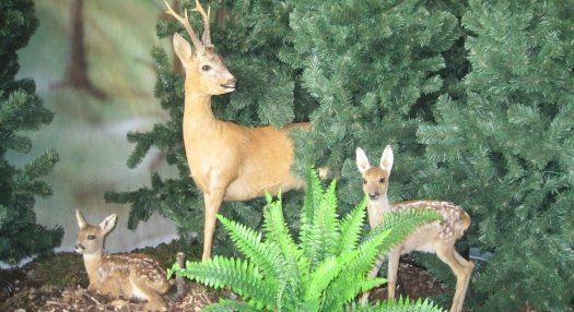 Sonderausstellungen im Freilichtmuseum „Haus im Moos“ Sonderausstellungen im Freilichtmuseum „Haus im Moos“